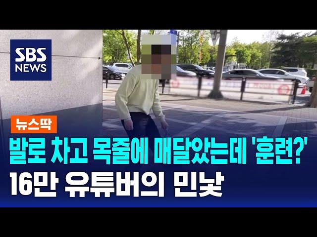 발로 차고 목줄에 매달았는데 '훈련?'…16만 유튜버의 민낯 / SBS / 뉴스딱