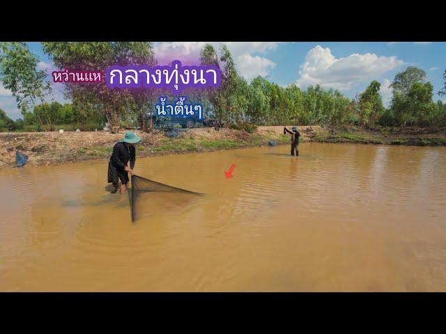 หาปลา กลางทุ่งนา น้ำเเค่เข่า หว่านเเหยกยอ กินข้าวป่า / บ้านนอก EP.821