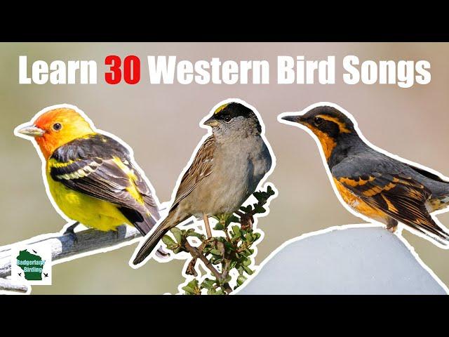 Learn 30 Common Backyard Bird Songs and Calls (Western United States)