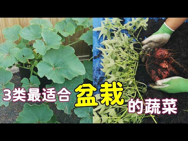 用花盆这样种菜很合适, 阳台盆栽蔬菜 Best Vegetables for Potted Plants