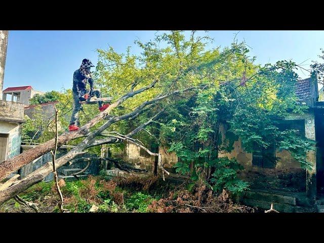 Pretty Girl Cleans Up House Renovation Rescues Dogs From Krait Snake