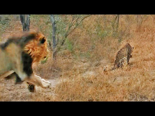 Male Lion Gives Leopard the Fright of its Life