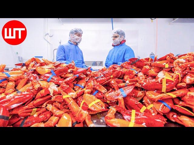 How Lobster Are Caught & Processed | Expensive Lobster Processing Factory