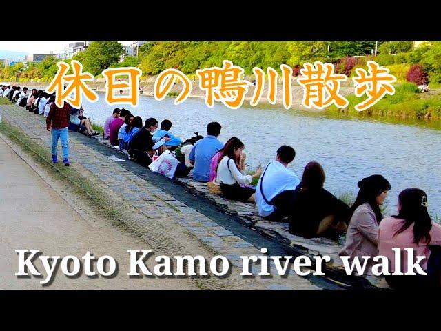 Kyoto Japan walk! /Along the busy Kamo River/May 4 2023