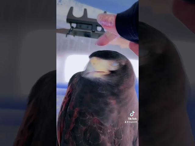 ハリスホークをつんつんしてみた結果