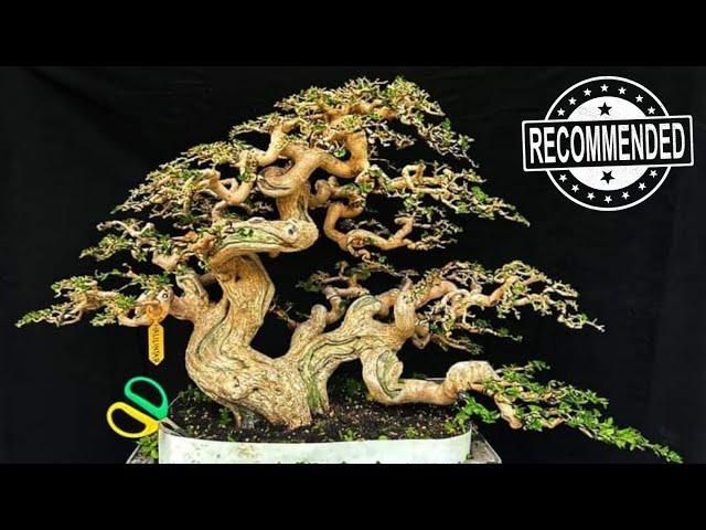 Ini dia bonsai sancang incaran para sultan dan kolektor || Mr. Crish Painlovers