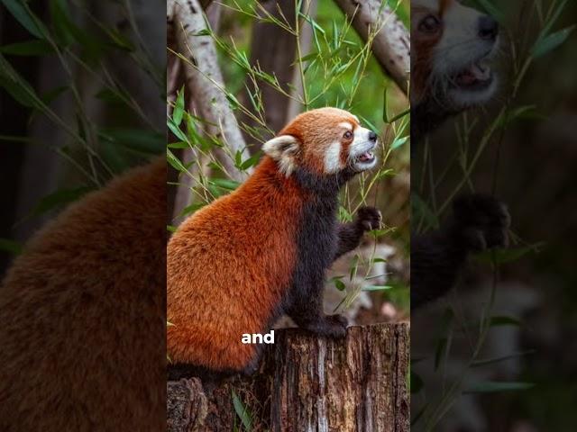 "Charming and elusive, the red panda is a small bundle of curiosity and cuteness."#wildlife #shorts