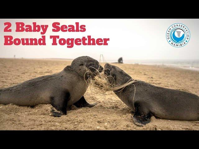 Two Baby Seals Bound Together