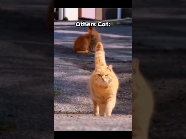 Others Cat Vs My Cat #cat#catlover #funnycats