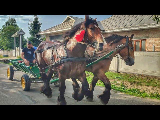 НАЙКРАСИВІША ПАРА АРДЕНІВ В УКРАЇНІ /THE MOST BEAUTIFUL PAIR OF ARDENNES HORSES