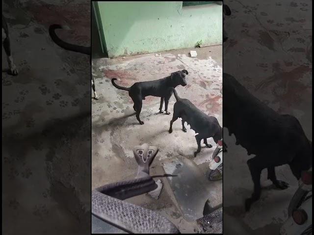 Snake VS Dog / come on friends /#havish #cute