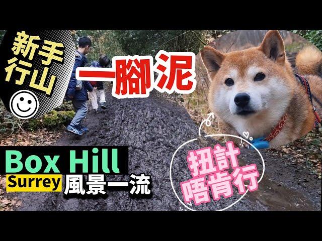 新手行山一腳泥 毛孩企定定扭計 總共行咗？個鐘｜Box Hill風景的確係正！ 行山填肚都食到香港味道 #BNO #移民英國