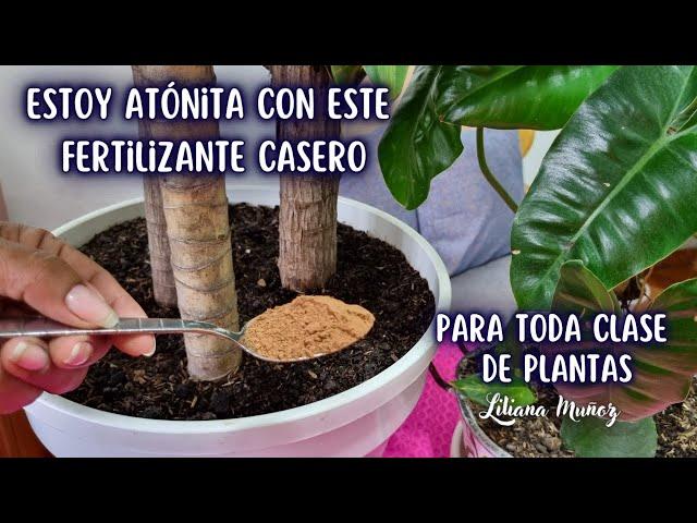 !ESTOY ATÓNITA CON ESTE FERTILIZANTE CASERO¡ / Liliana Muñoz