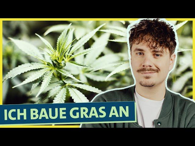 Selbstexperiment Cannabis Anbau: Wie funktioniert’s und was kann schief gehen? (Teil 1)