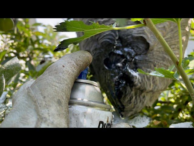 Spray paint vs hornet nest (painted wasp)