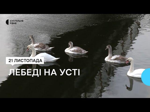 "Вони вивели пташенят на цій річці": у Рівному помітили пару лебедів із потомством