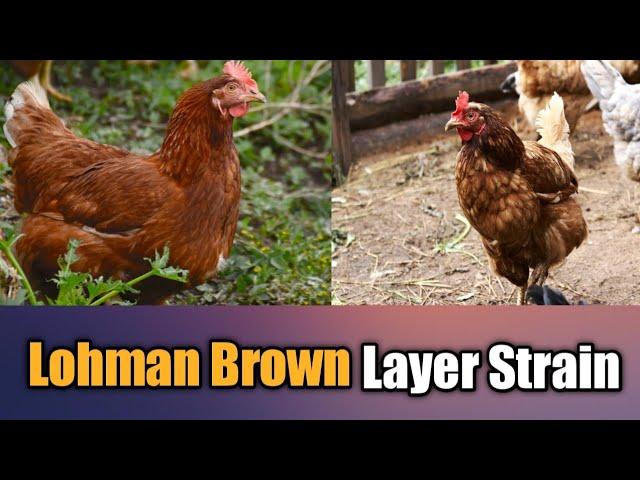 Lohman Brown Chicken | Layer Strain | Characteristics of Lohman Brown | @Dr.Abu-BakarNaeem