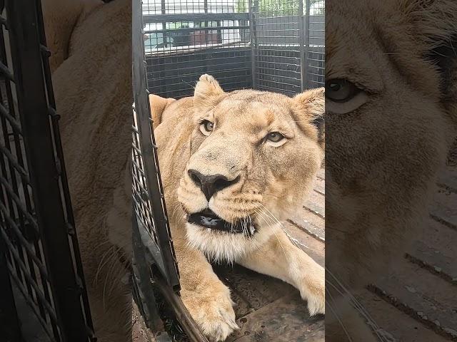 Unloading LIONS #fun #wildlife #animals