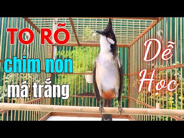 Luyện Chào Mào Hót Giọng 8-9-10 Ép Chim Non Học Giọng Chuẩn Rừng | luyện chào mào hót hay