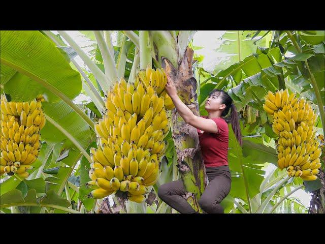 Harvesting Big Bunch Of Bananas Go To The Countryside Market Sell - Buy Ducklings To Raise