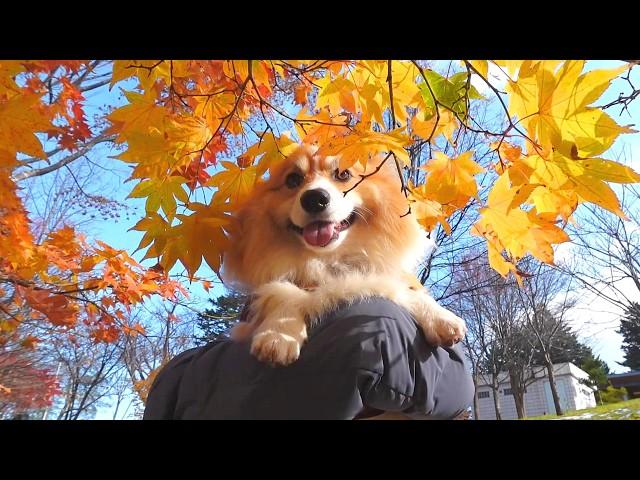 雪が溶けたので、犬達と山に「ハイキング」へお出かけした結果…