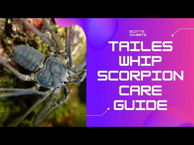 Tailess whip scorpion care and setup  #scottsinverts #tailesswhipscorpion