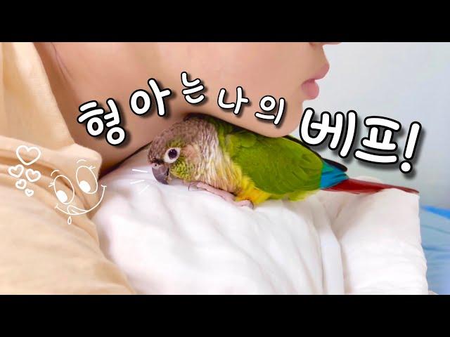 형아와 앵무새의 찐우정이란?! 귀여운 형아껌딱지의하루! #일상vlog #말하는코뉴어