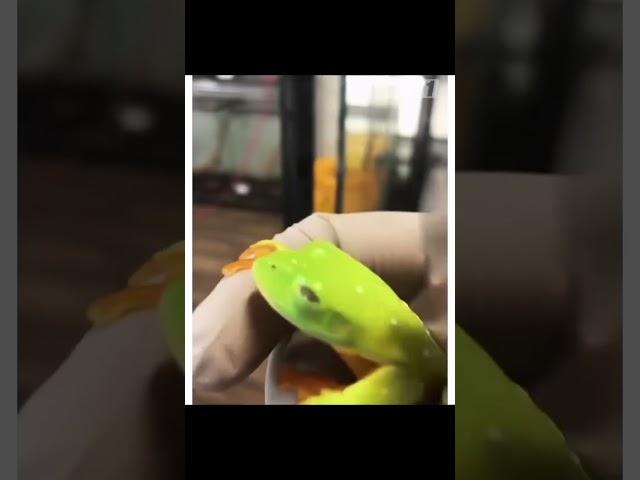 WAKEY-WAKEY