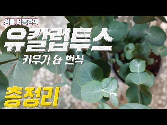 유칼립투스 키우기  유칼립투스 번식  Eucalyptus care