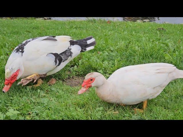 Beautiful muscovy duck