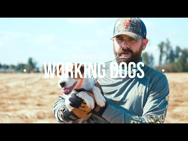 DISCOVER SIX TYPES OF WORKING DOGS!