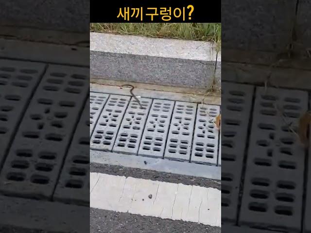 새끼  구렁이의 시련!!#뱀#구렁이 #뱀출몰