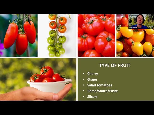 Edible Gardening: Tomatoes 101 (webinar series)