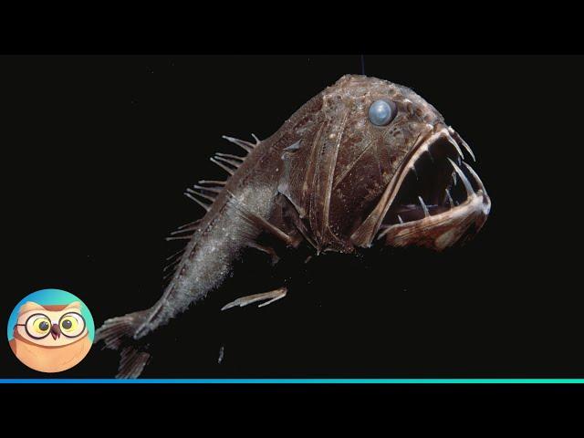 Deep Sea Creatures and How They Survive