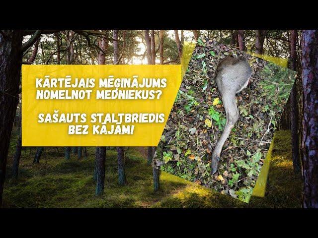 Kārtējais mēģinājums nomelnot medniekus? Sašauts staltbriedis bez kājām!