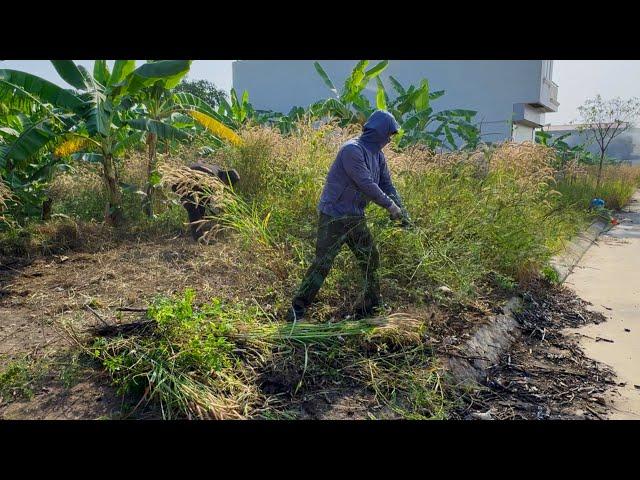 Horrified to discover STRANGE CREATURE while clearing overgrown sidewalk lawn