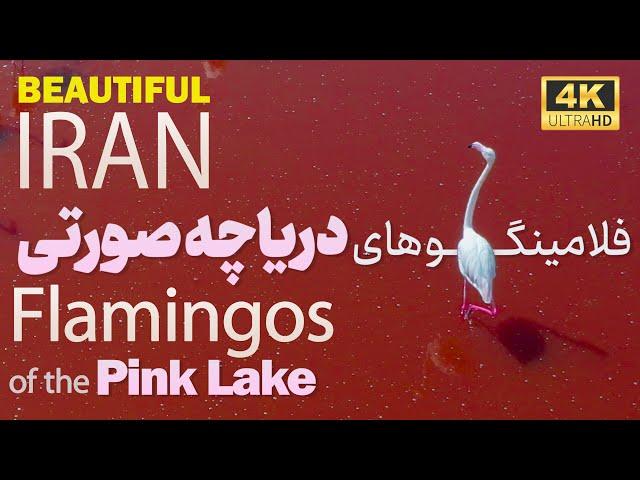 IRAN: Flamingos of the Pink Lake Maharlu / ایران زیبا: فلامینگوهای دریاچه صورتی،مهارلو