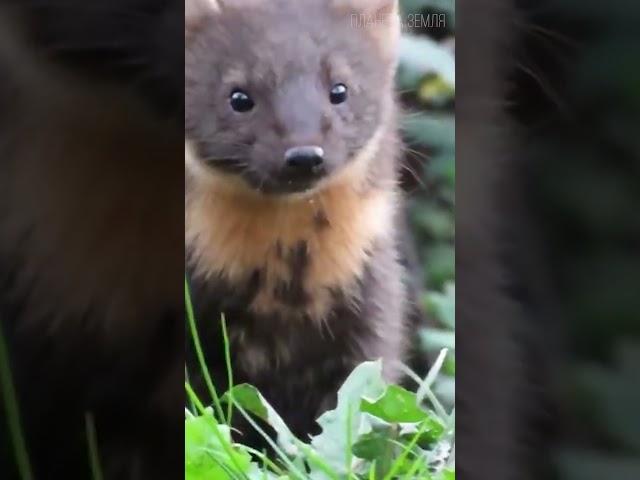 Sable: Hybrid of Sable and Marten  #animals #interesting #nature