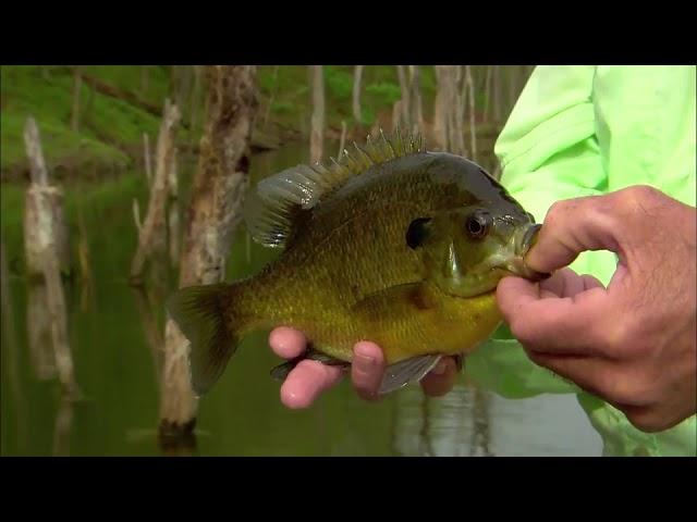 Bluegill Fishing Tips