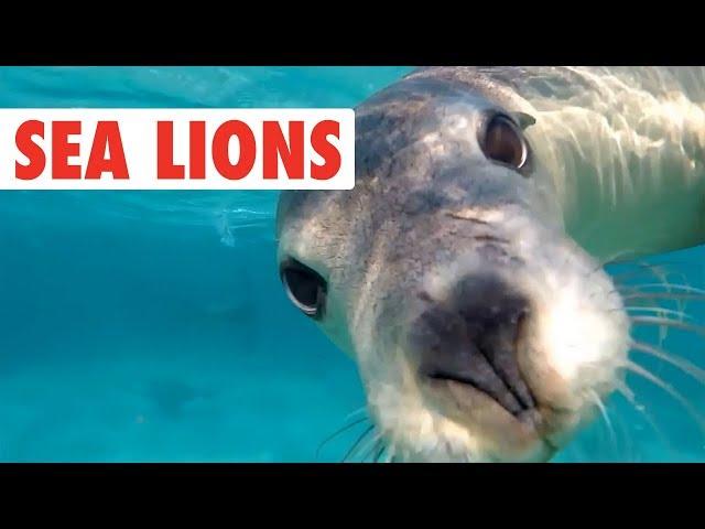 Funny Sea Lion/Seal Video Compilation | Dogs of the Sea