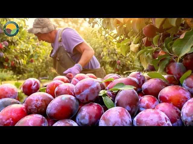 Exploring Prunes Production: Picking Billions of Plums in California | Farming Documentary