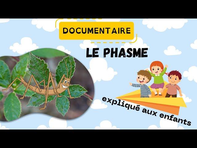 Le phasme - Documentaire animalier pour les enfants - Sciences ludiques Fiches GRATUITES à imprimer