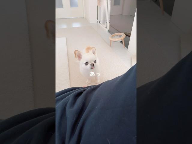 【インスタ17万回再生】【しゃべる犬】あるぅ⤴︎   #short #チワワ #癒し #かわいい犬 #ほのぼの #ほっこり