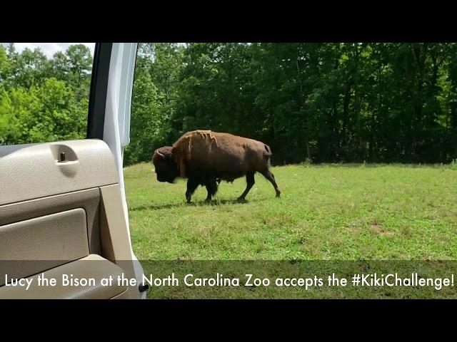 North Carolina Zoo Bison #KikiChallenge #InMyFeelingsChallenge