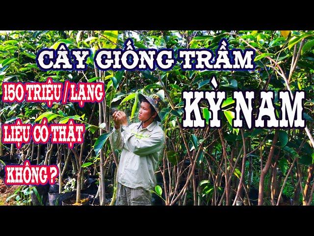 Cây giống Trầm Kỳ Nam | giá Trầm Hương Kỳ Nam thời điểm hiện tại bao nhiêu 0946 301 497