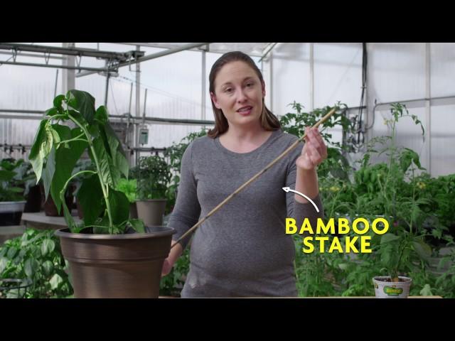 How to Stake a Pepper Plant