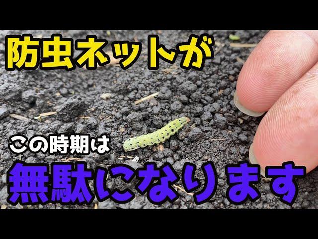 【目撃】この時期に防虫ネットがほぼ役割を持たない理由についてお話しします。【家庭菜園】