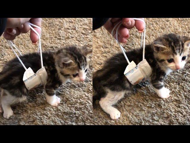 The kitten learning to walk by a Facemask