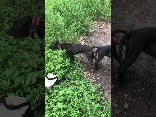 Eli breeding Education purposes #Eli #Psk #boudreaux