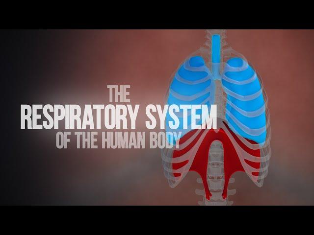 Respiratory System of the Human Body - How the Lungs Work! (Animation)